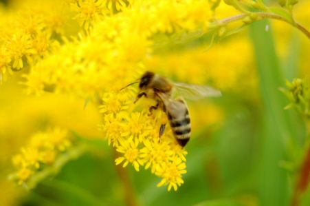 Honigbiene auf Pflanze