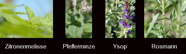 Teaser Kräutergarten