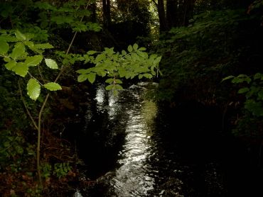 Mühlenbach am Nonnenpädken
