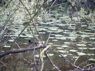 Die Ems mit einem Gimpel