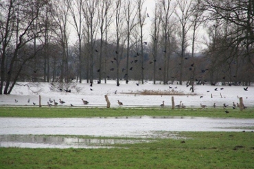 Vögel im Hochwasser